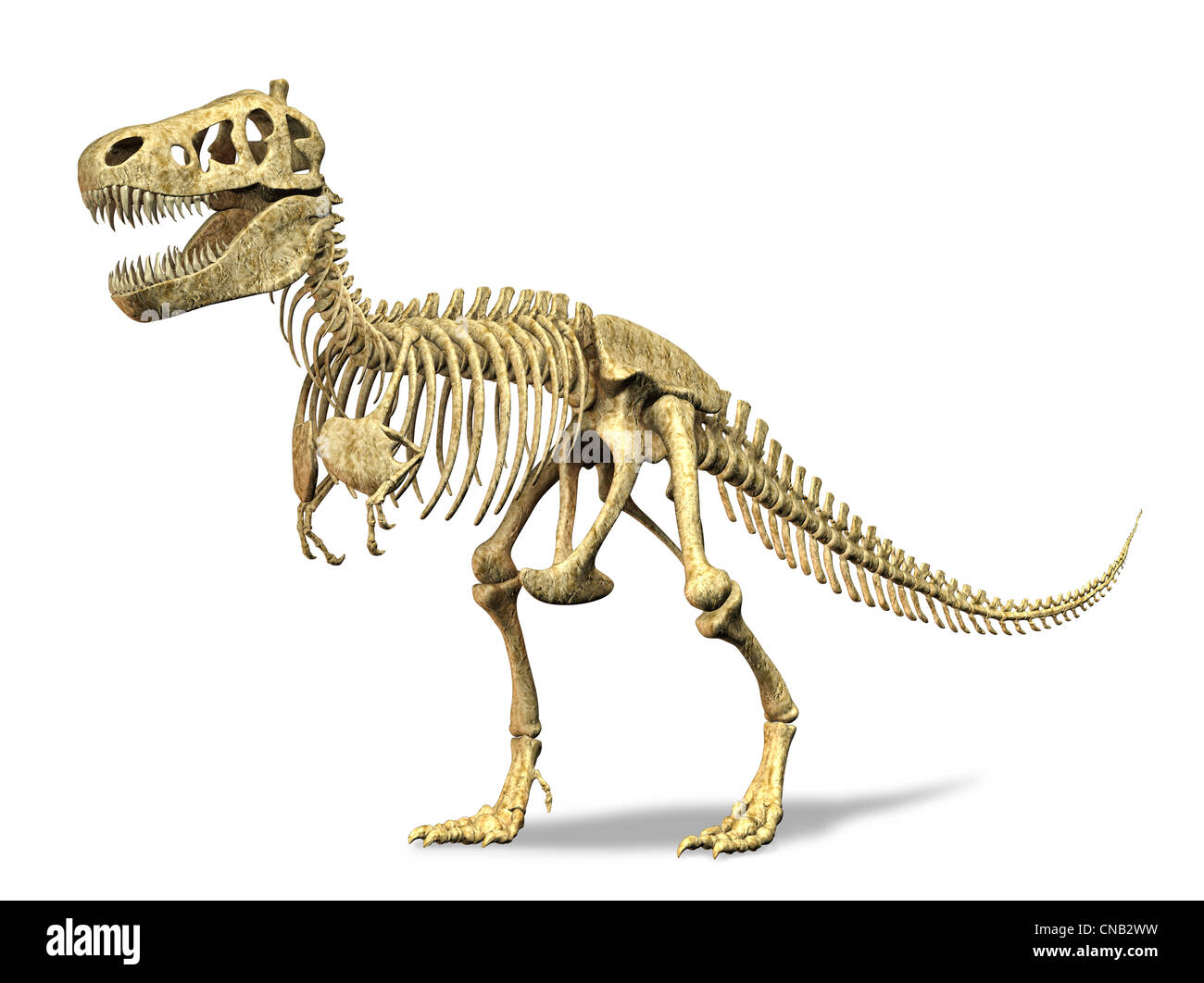 T rex dinosaur hi-res stock photography and images - Alamy