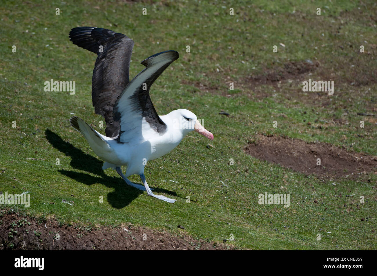 Black-browed Albatross or Black-browed Mollymawk (Diomedea melanophris) landing, Saunders Island, Falkland Islands Stock Photo