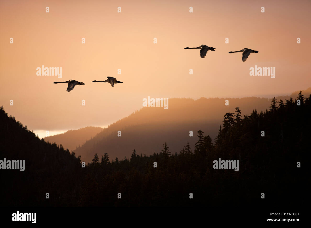 COMPOSITE: Trumpeter Swans in flight at sunset over the Tongass National Forest, Inside Passage, Southeast Alaska, Spring Stock Photo
