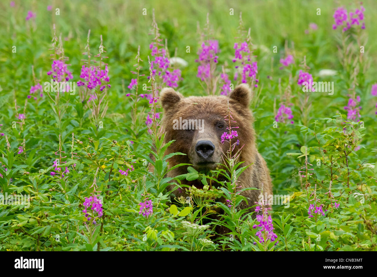 A brown bear stands amongst blooming Fireweed, Tongass National Forest, Southeast Alaska, Summer Stock Photo