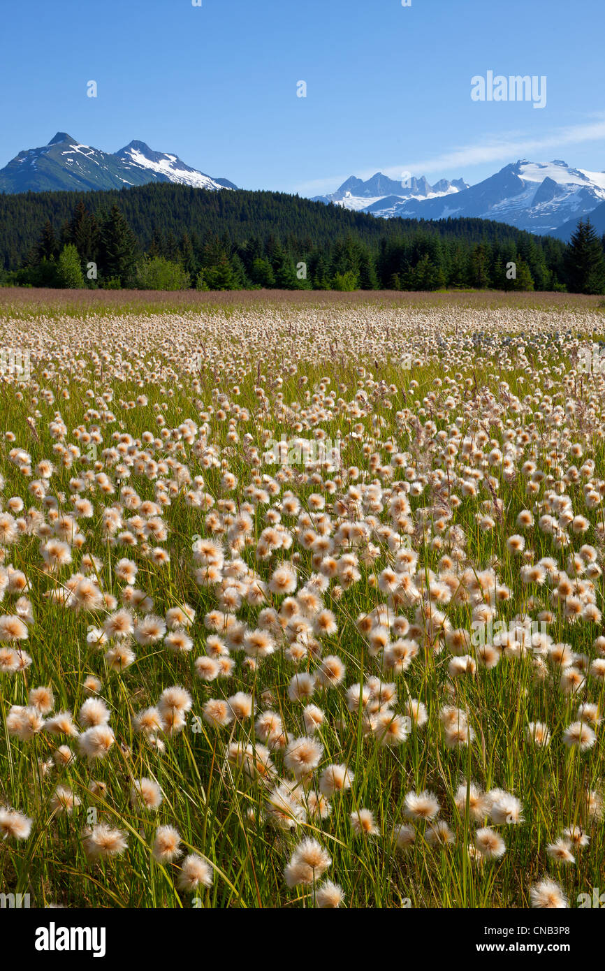 Alaska Cotton grass in the Mendenhall wetlands, Juneau, Southeast