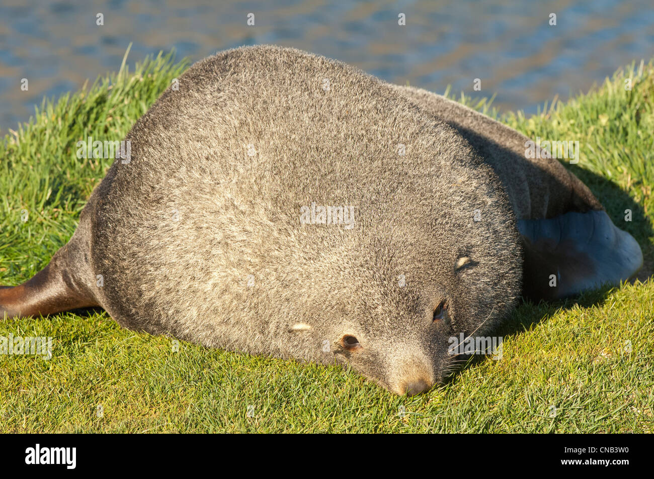 Antarctic Fur Seal (Arctocephalus gazella) Salisbury Plains, South Georgia Stock Photo