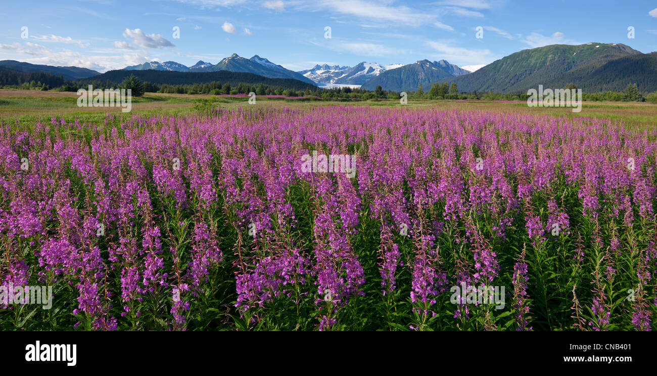 Scenic panoramic view of a field of Fireweed with Mendenhall Glacier and Towers in the background, Southeast Alaska, Summer Stock Photo