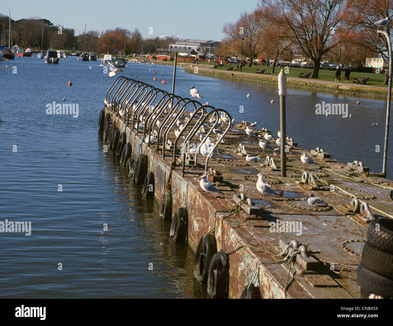 Christchurch Dorset Quayside Seagulls on Jetty Stock Photo