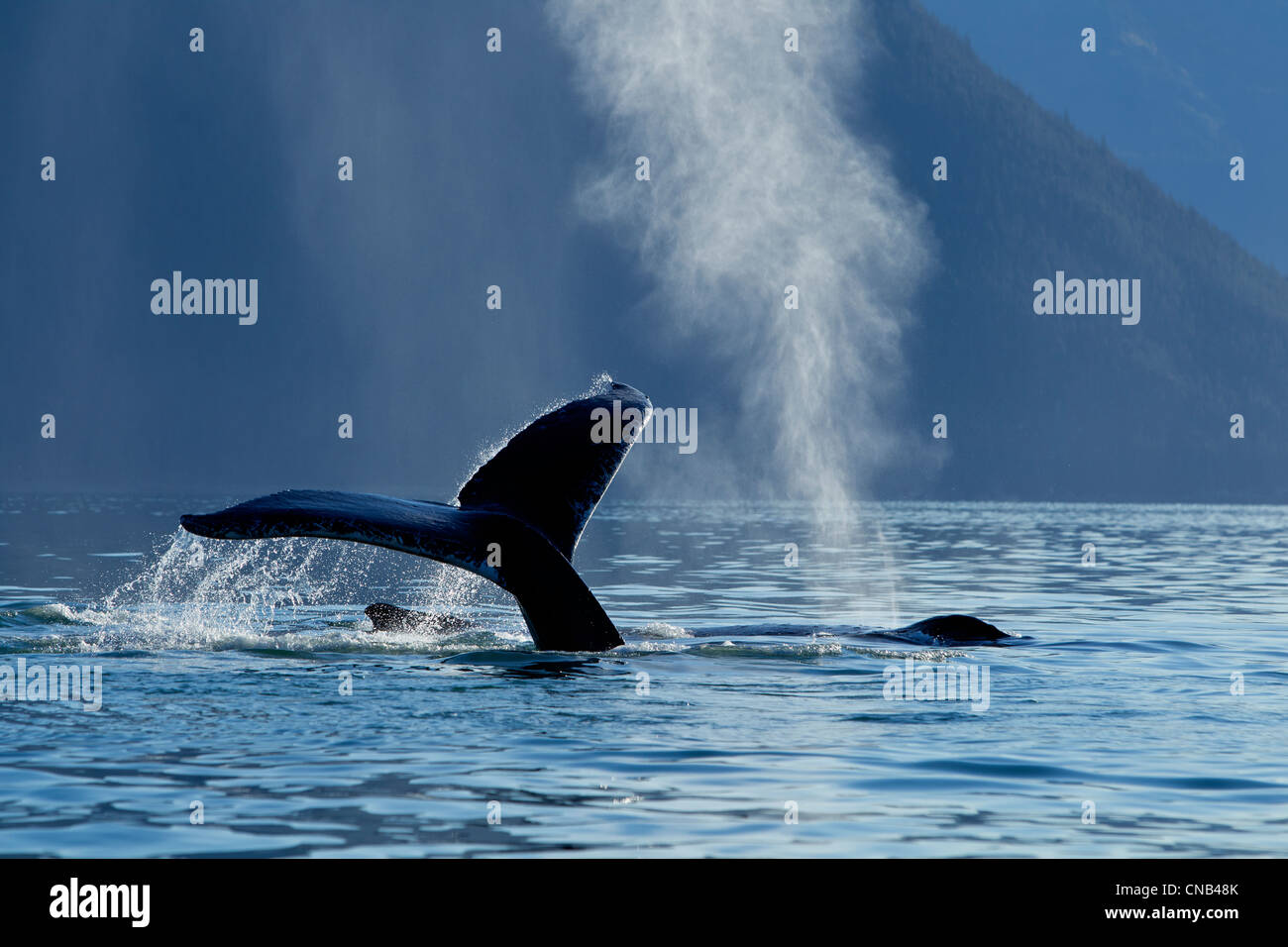 A Humpback Whale lifts its flukes as it dives down into Stephens Passage, Admiralty Island, Inside Passage, Alaska, Autumn Stock Photo