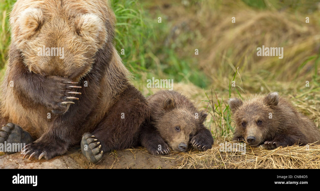 A brown bear mother and her cubs rest on the bank of Grizzly Creek in ...