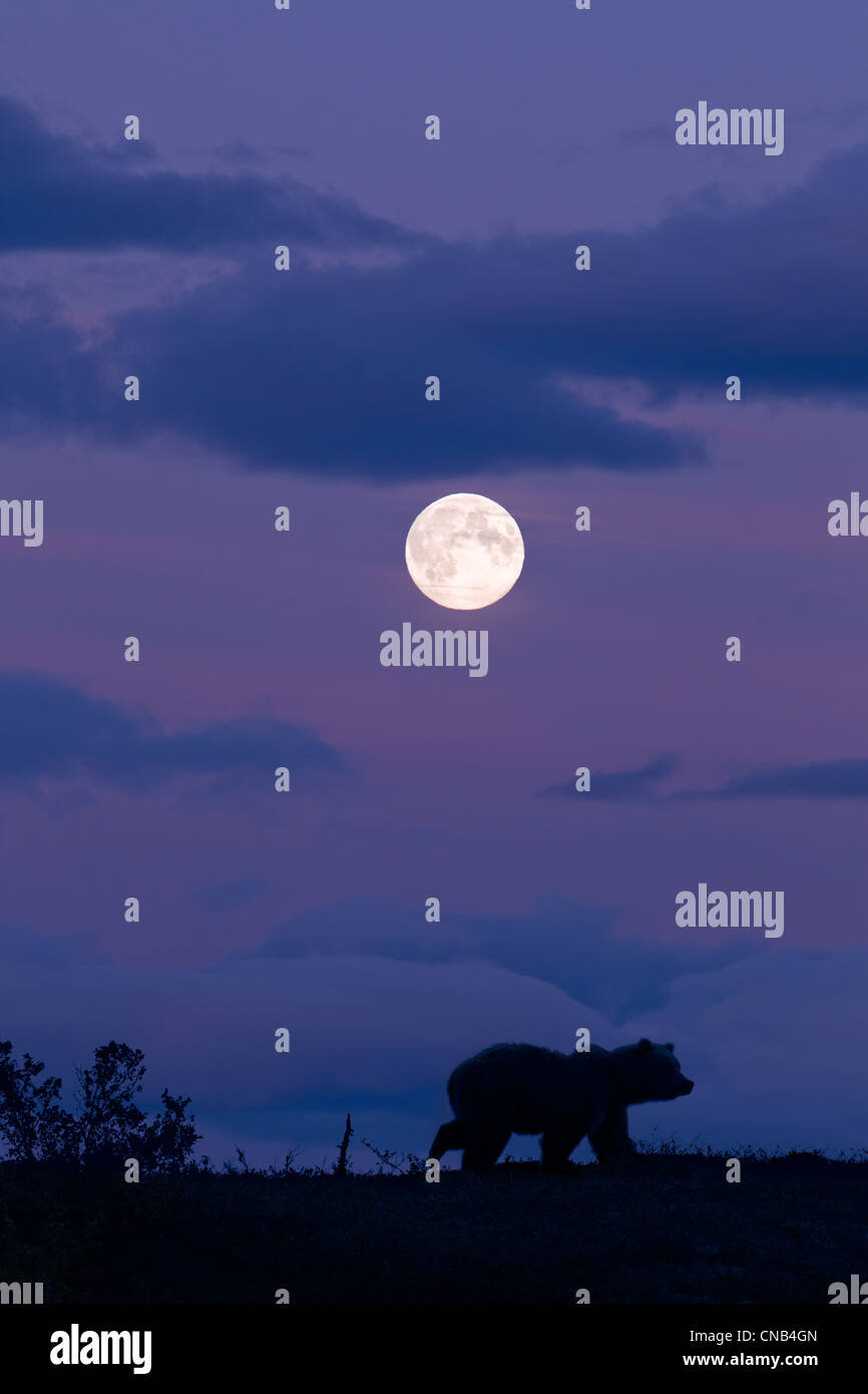 COMPOSITE: Brown bear silhouetted against the night sky with a full moon overhead, Katmai National Park, Alaska Stock Photo