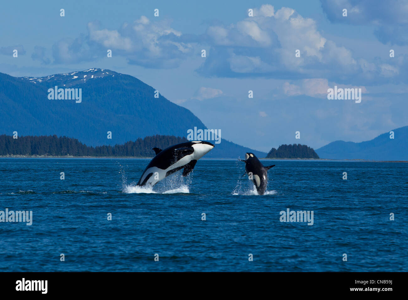 Mother and calf Orca whales breaching in Lynn Canal near Juneau, Southeast Alaska, Summer Stock Photo