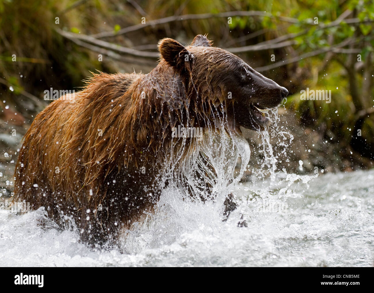 Coastal Brown Bear fishing for salmon in a stream in Kinak Bay, Katmai ...