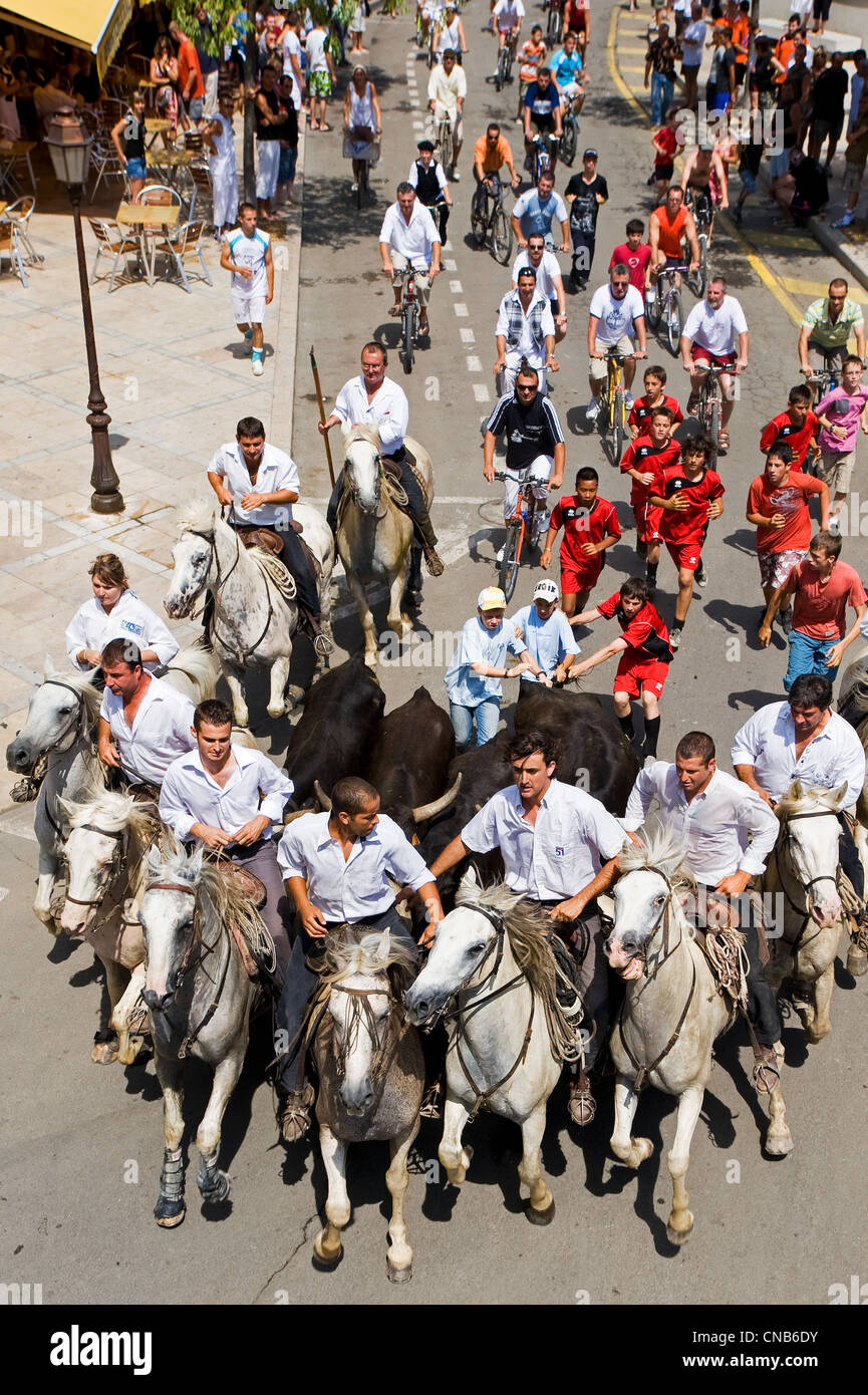 France, Gard, Aigues Vives, the Abrivado (release of bulls) consists for the cowboys to escort the bulls from the pastures to Stock Photo