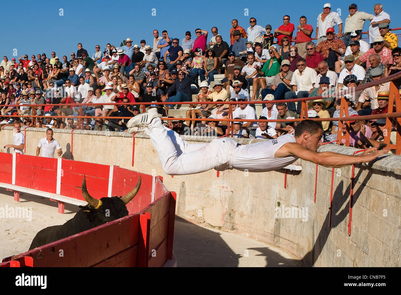 France, Bouches du Rhone, Saint Remy de Provence, the raseteur Damien