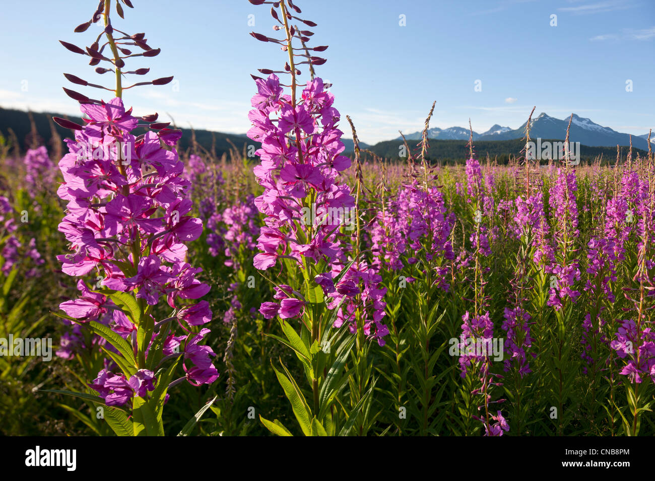 Scenic view of a field of Fireweed with Mendenhall Glacier and Towers in the background, Southeast Alaska, Summer Stock Photo