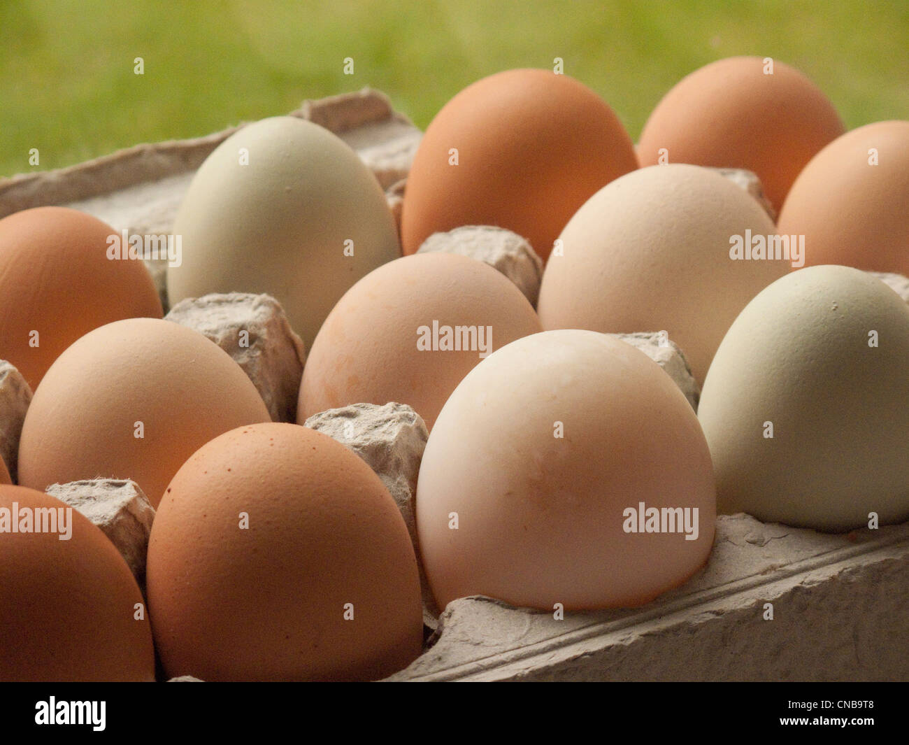 Close up of fresh, locally produced chicken eggs in cardboard egg carton Stock Photo