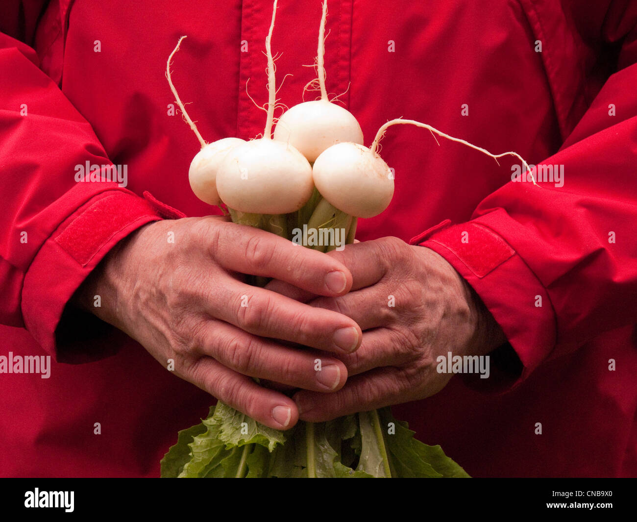 Hands holding turnips hires stock photography and images Alamy