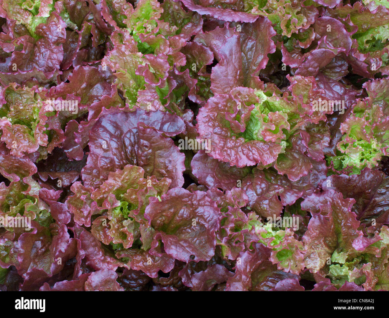 Closeup view of red lettuce, Kodiak Island, Southwest Alaska, Summer Stock Photo