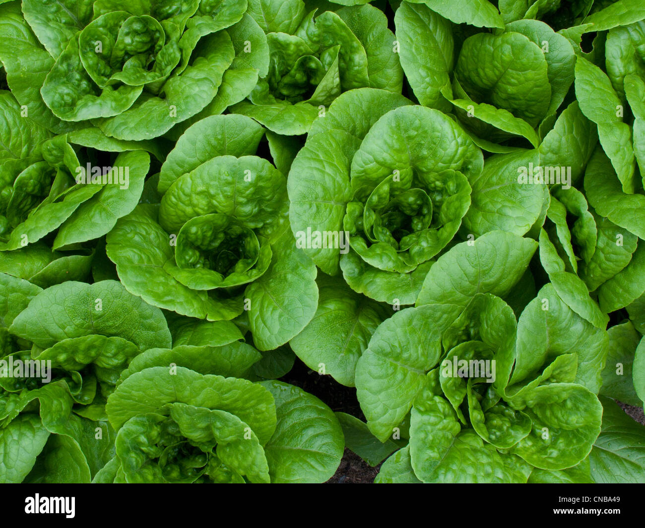 Closeup view of romaine lettuce grown, Kodiak Island, Southwest Alaska, early summer Stock Photo