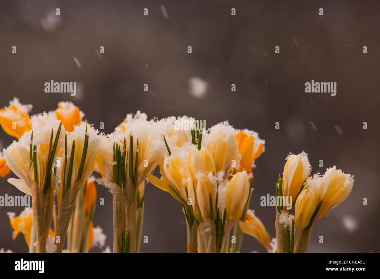 Close up of white and yellow crocus flowers growing outside in falling snow, Kodiak, Southwest Alaska, Winter Stock Photo