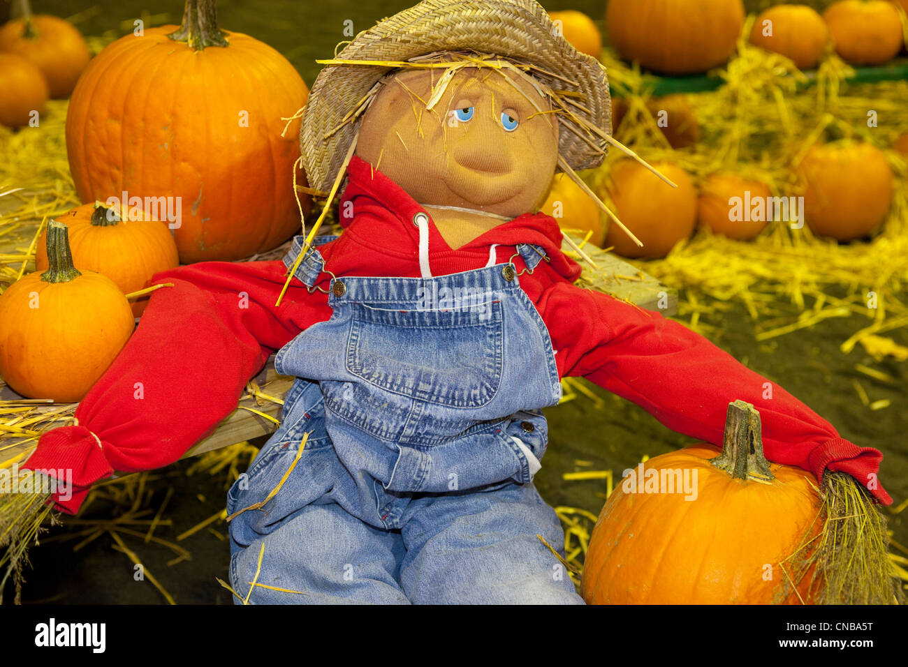 Decorative scarecrow surrounded by pumpkins, State Fairgrounds, Kodiak, Southwest, Southwest Alaska, Autumn Stock Photo