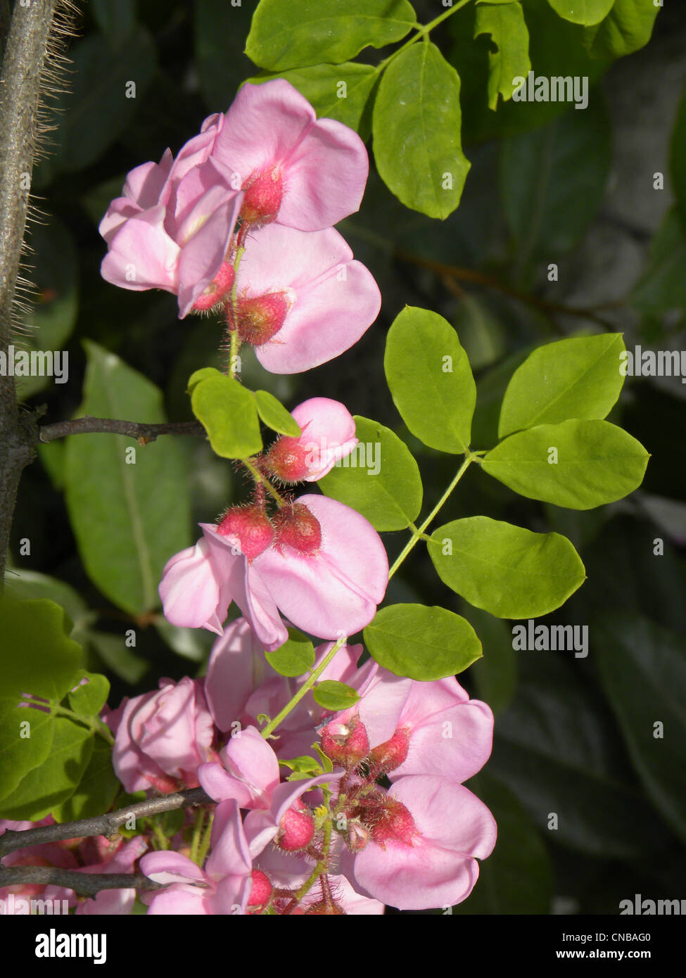 Rose Acacia (Robinia Hispida) Stock Photo