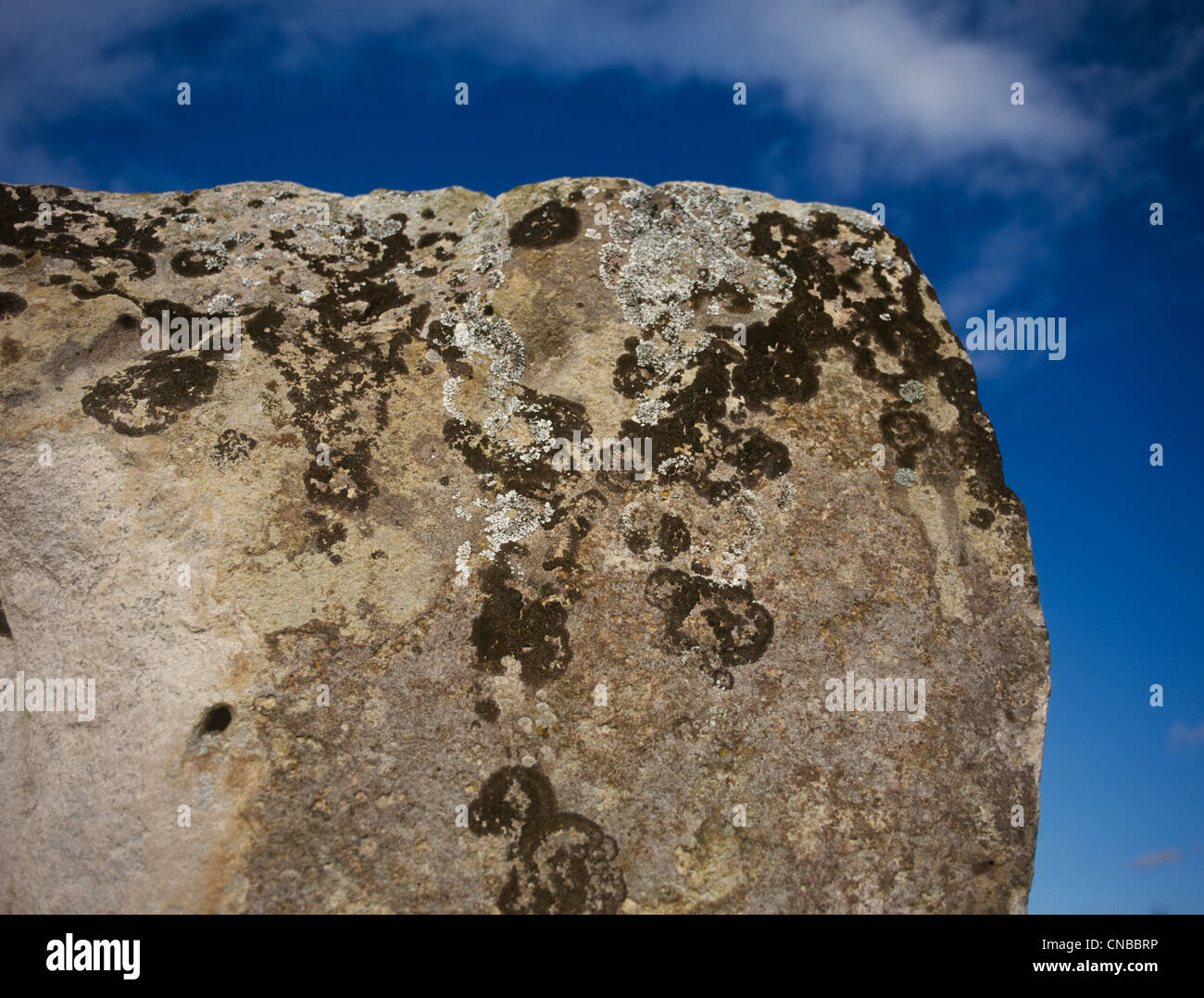 Avebury WI SW quadrant Detail of Algae on Standing stone Stock Photo