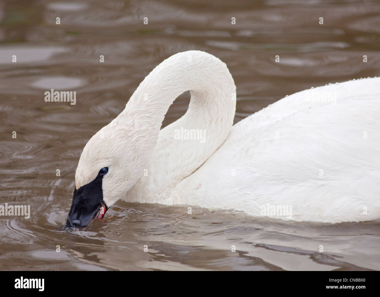 Trumpeter Swan (cygnus buccinator) Stock Photo