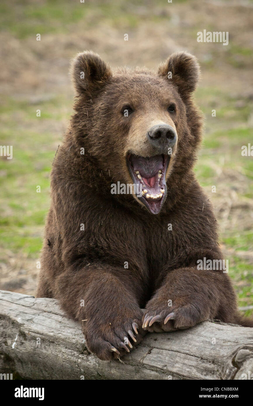 CAPTIVE: Male Kodiak Brown Bear cub resting on a log with mouth wide open, Alaska Wildlife Conservation Center Stock Photo