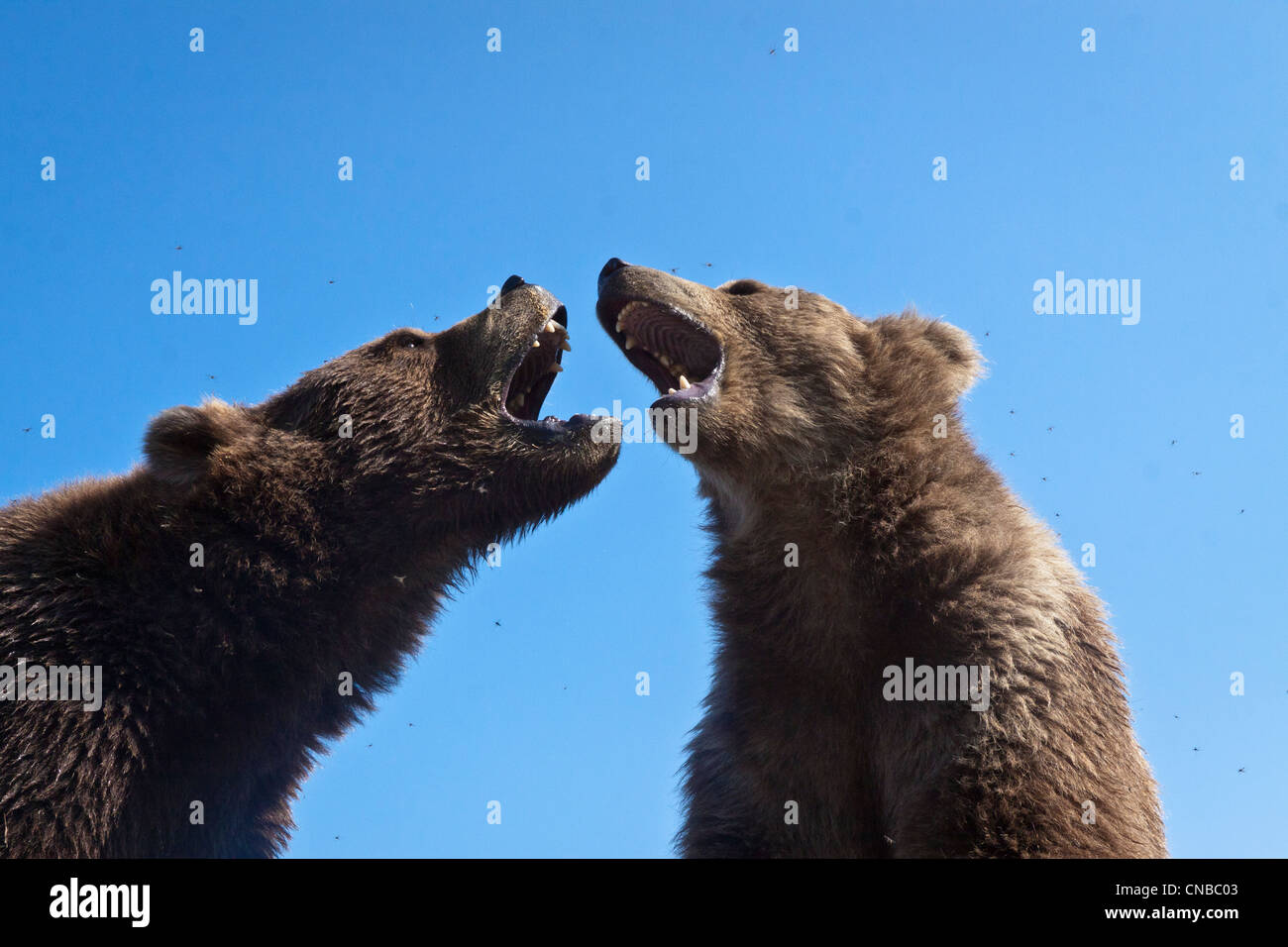 CAPTIVE: Pair of young Kodiak Brown bears play-fight together at Alaska Wildlife Conservation Center, Southcentral Alaska Stock Photo