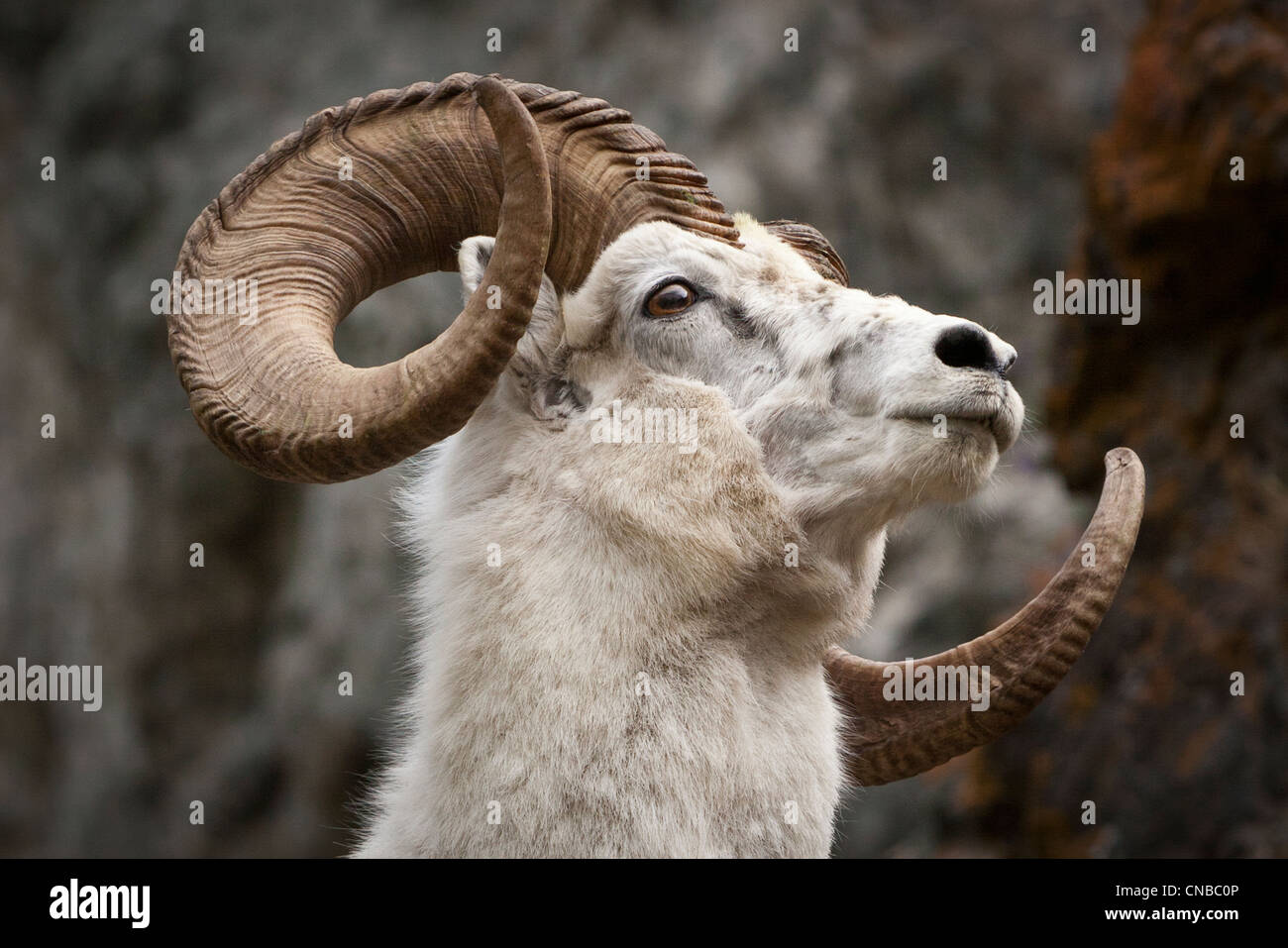 A full-curl Dall ram, Chugach Mountains south of Anchorage, Southcentral Alaska, Summer Stock Photo