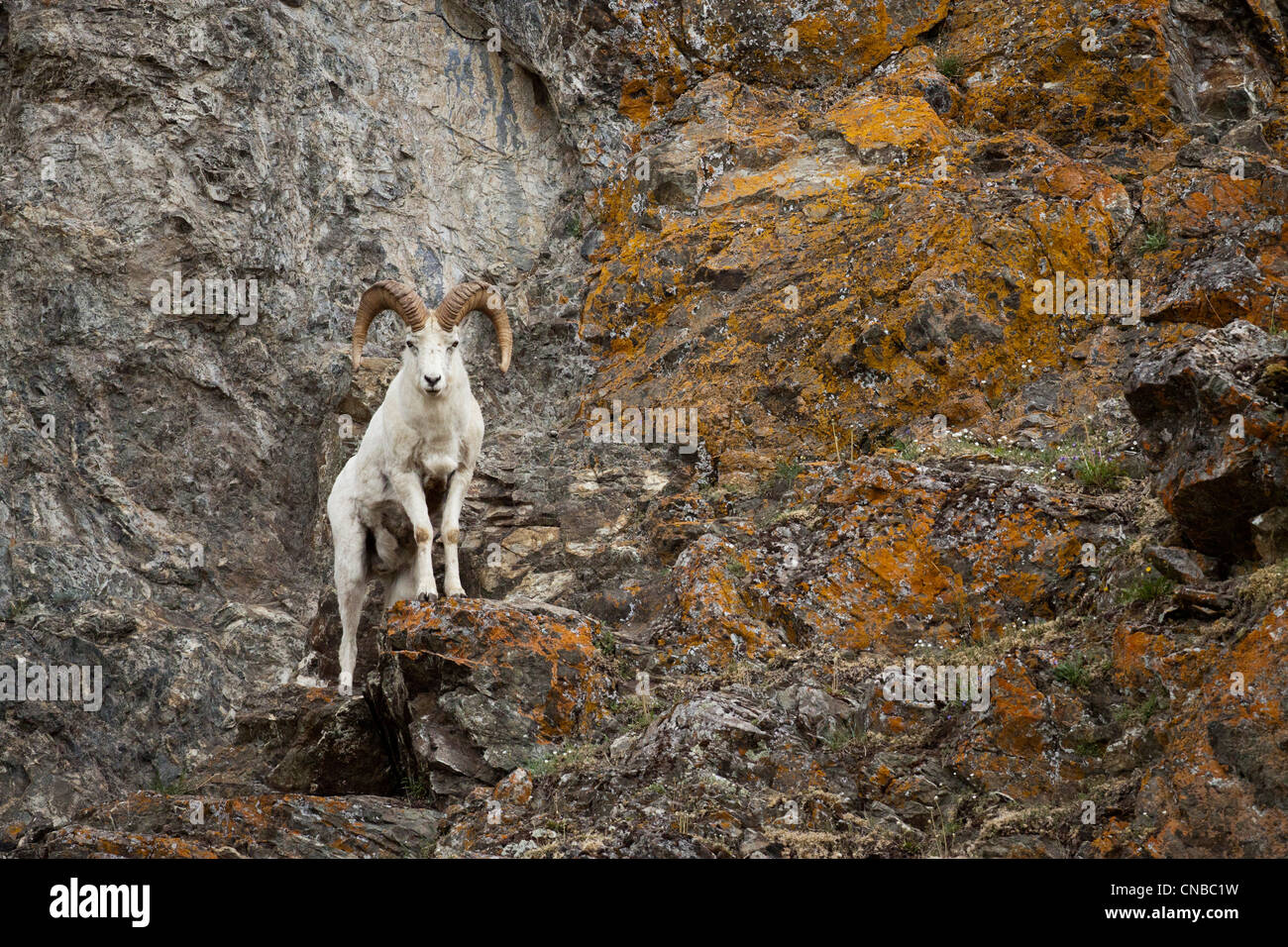 A Dall ram stands on cliff rocks in the Chugach Mountains, Southcentral Alaska, Summer Stock Photo