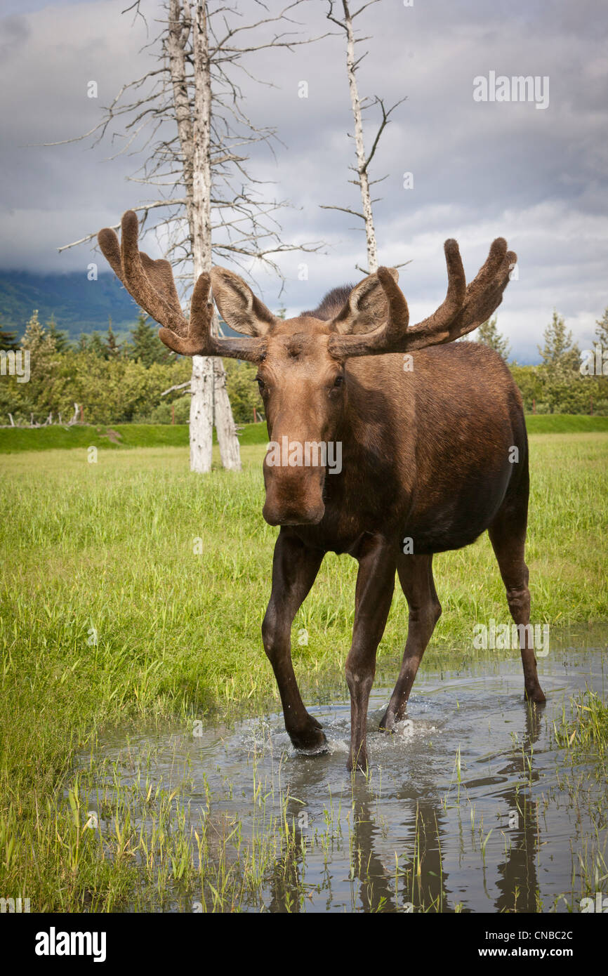 CAPTIVE: Bull moose with its antlers in velvet walks thru water, Alaska Wildlife Conservation Center, Southcentral Alaska Stock Photo