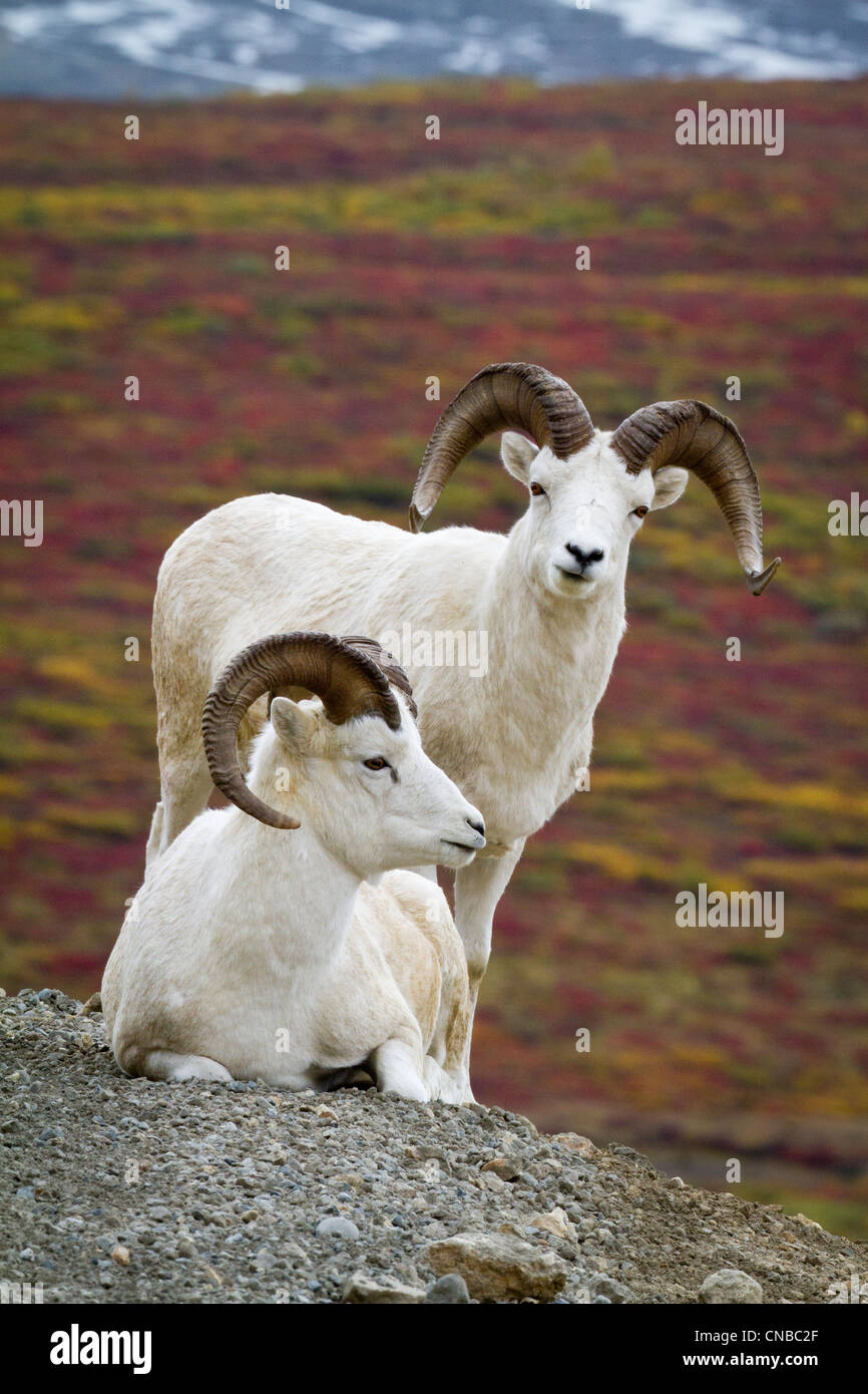 Two Dall Sheep rams on hillside overlooking tundra, Denali National Park, Interior Alaska, Autumn Stock Photo