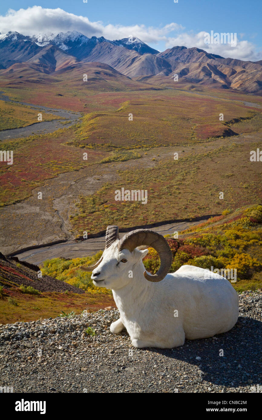 A Dall ram lies on shoulder of the park road overlooking Polychrome Pass river valley, Denali National Park and Preserve Stock Photo