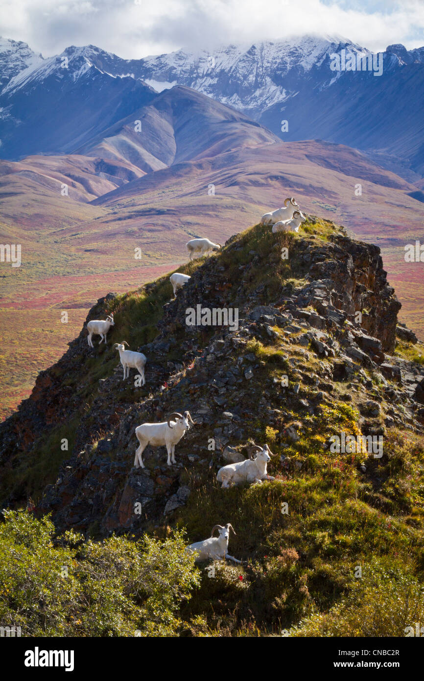 A band of Dall Sheep rams graze on Marmot Hill in the Polychrome Pass area of Denali National Park and Preserve Stock Photo