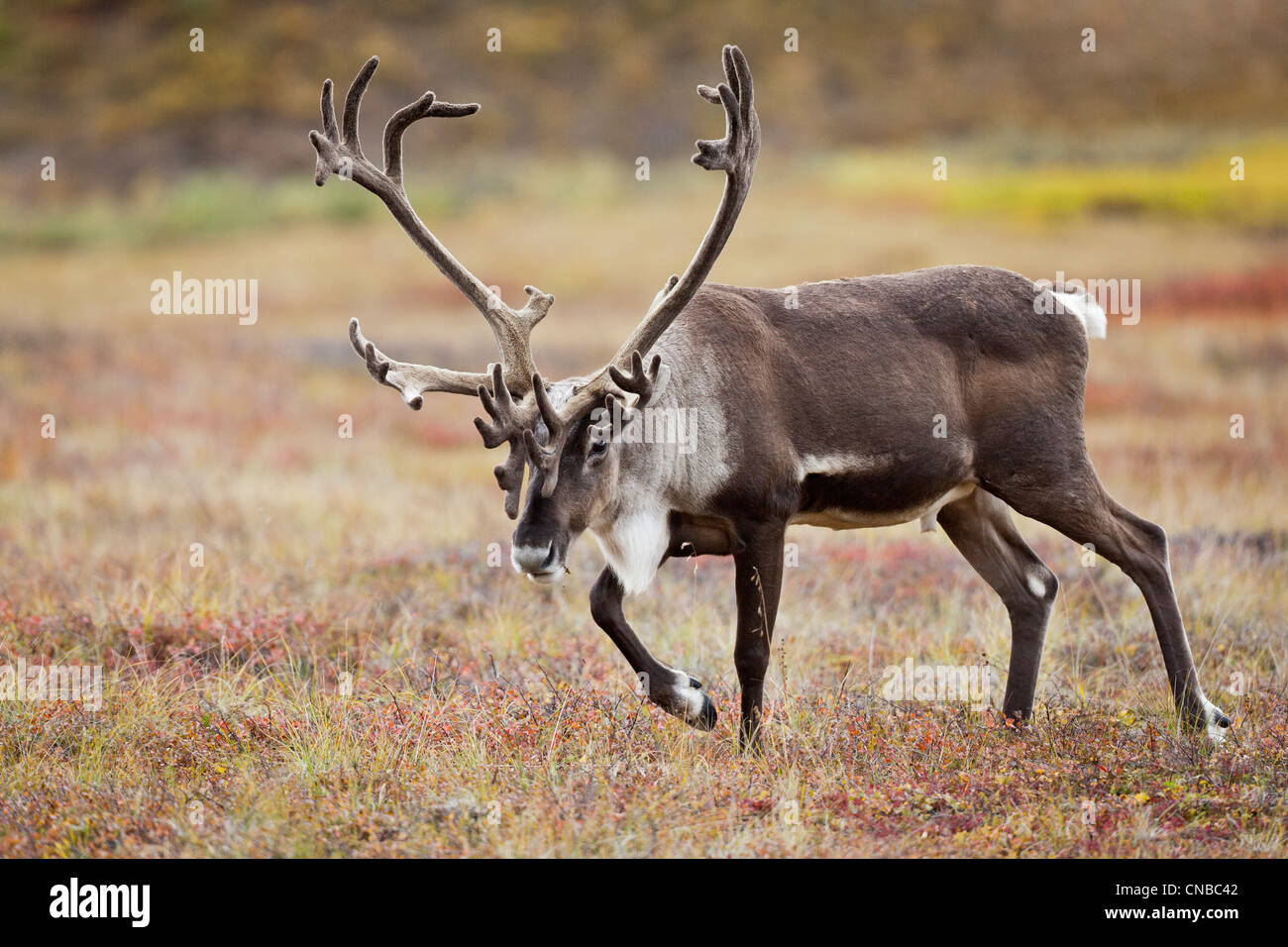 Bull caribou with its antlers in velvet walks across colorful tundra in Denali National Park and Preserve, Interior Alaska Stock Photo