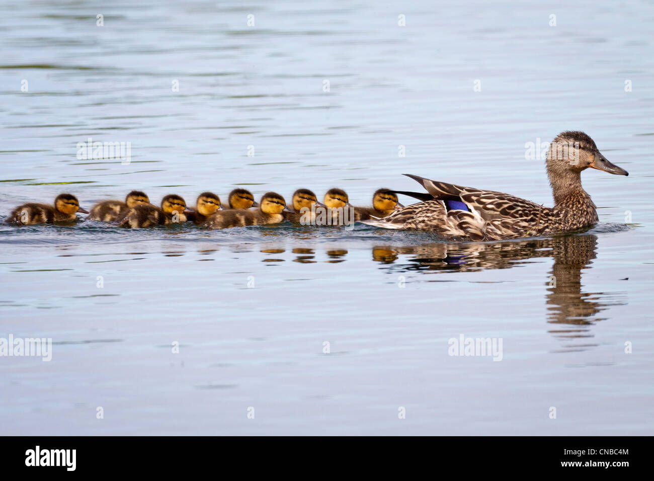 A Mallard hen with brood of chicks following, Cheney Lake, Anchorage, Southcentral Alaska, Spring Stock Photo