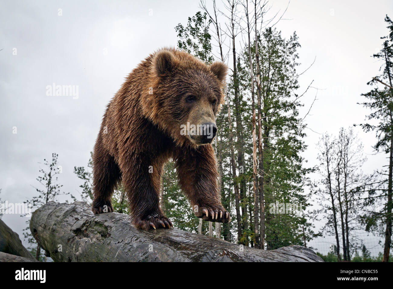 CAPTIVE: Male Kodiak Brown bear walks down a log, Alaska Wildlife Conservation Center, Southcentral Alaska, Summer Stock Photo
