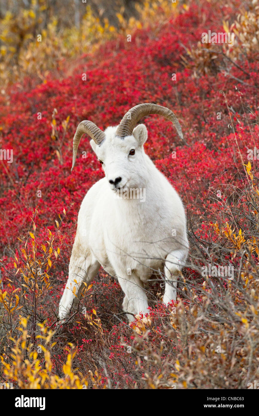 A Dall sheep ram stands in colorful Autumn bushes in Denali National Park and Preserve, Interior Alaska Stock Photo