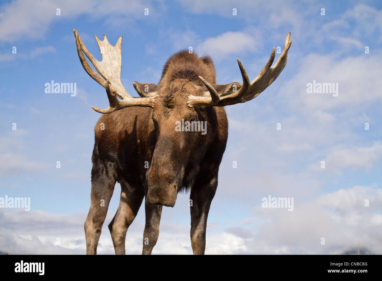 CAPTIVE: Close up and low angle view of a bull moose, Alaska Wildlife Conservation Center, Southcentral Alaska, Autumn Stock Photo