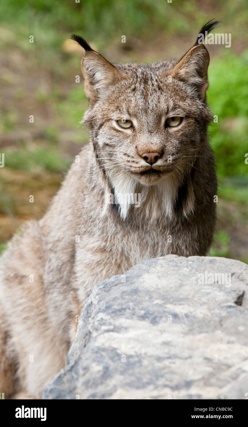 CAPTIVE: Close up of a Lynx at the Alaska Wildlife Conservation Center, Southcentral Alaska, Summer Stock Photo