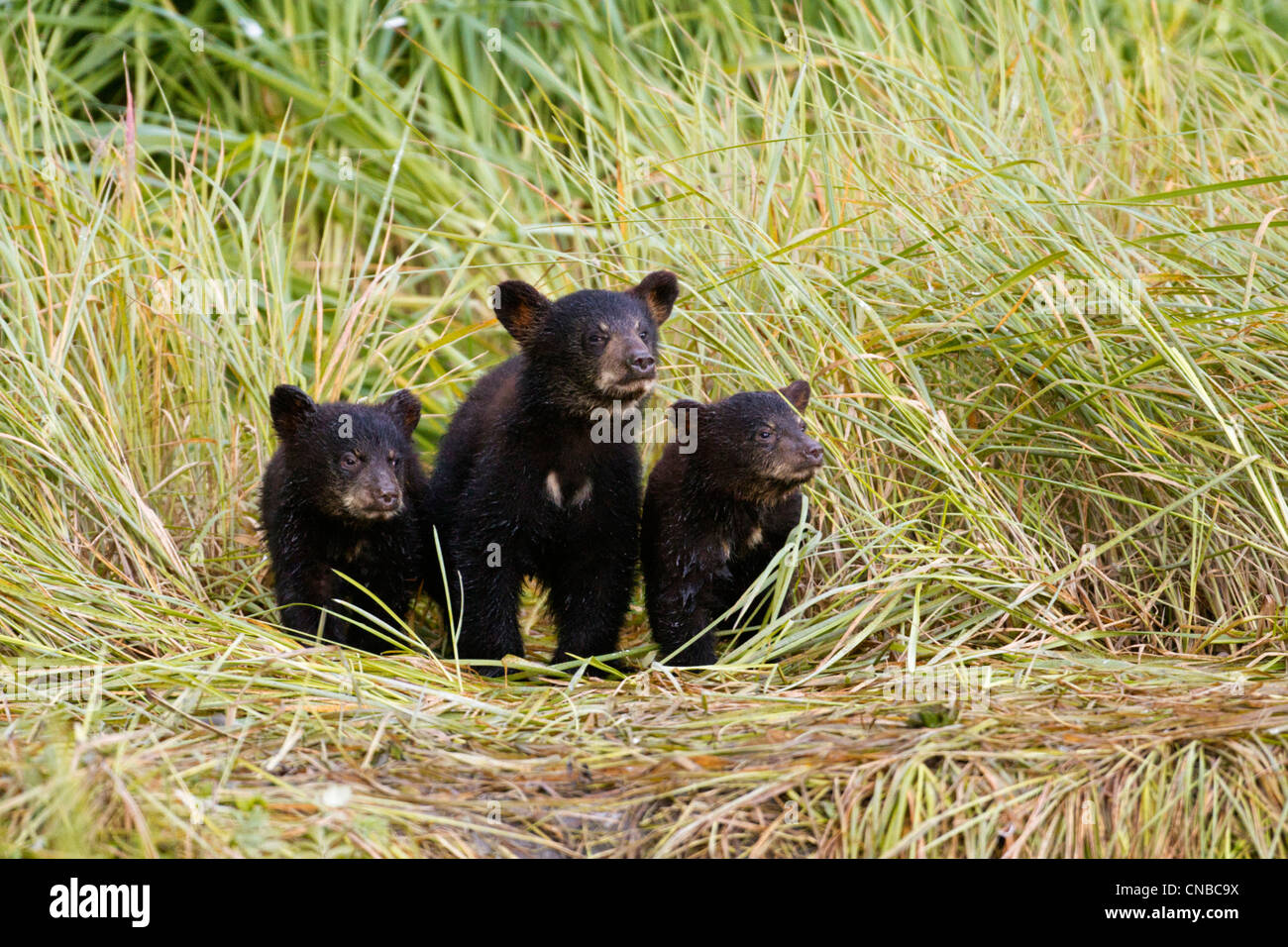 Three Black bear cubs sit on the grass covered shore of a creek at Allison Point, Valdez, Southcentral Alaska, Summer Stock Photo