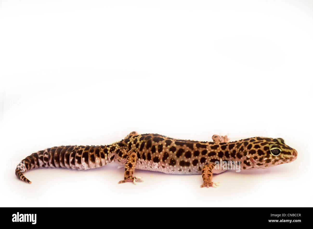 leopard gecko - Eublepharus macularius Stock Photo