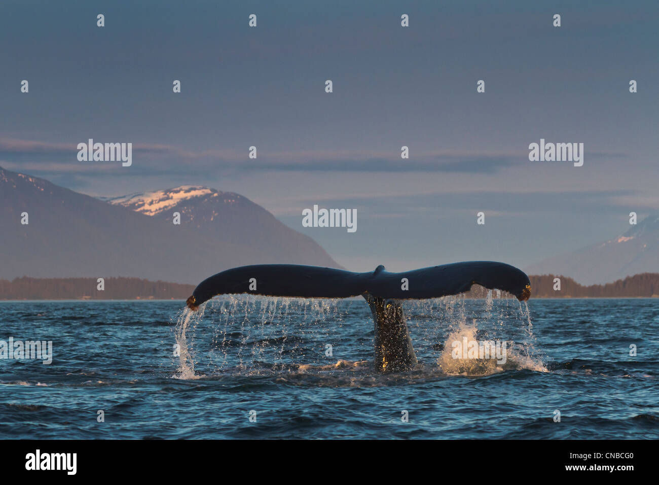 Humpback whale diver hi-res stock photography and images - Alamy