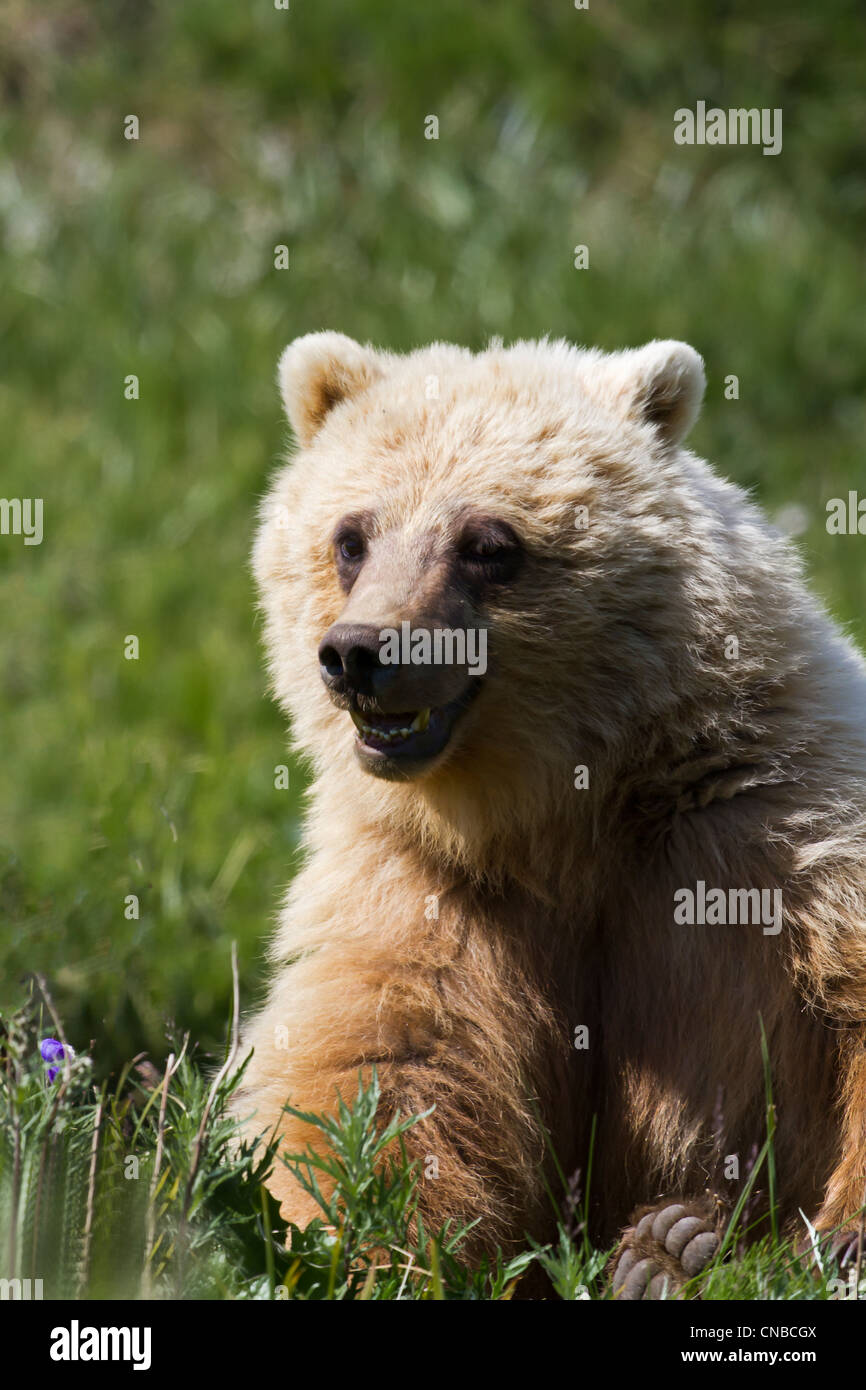 Sub adult Grizzly Bear with mouth open eats grass in Highway Pass in