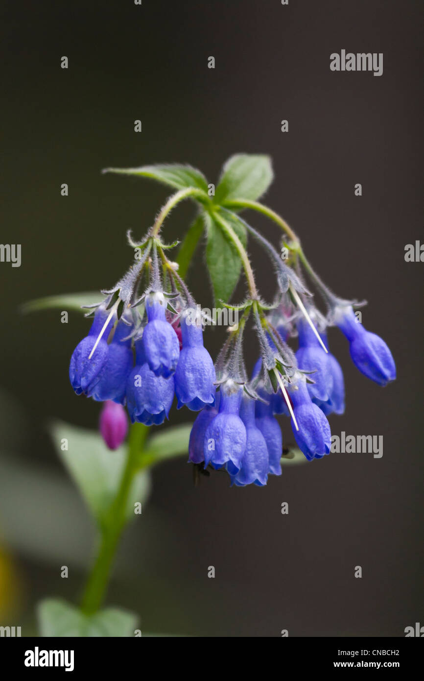 Chiming of bells hires stock photography and images Alamy