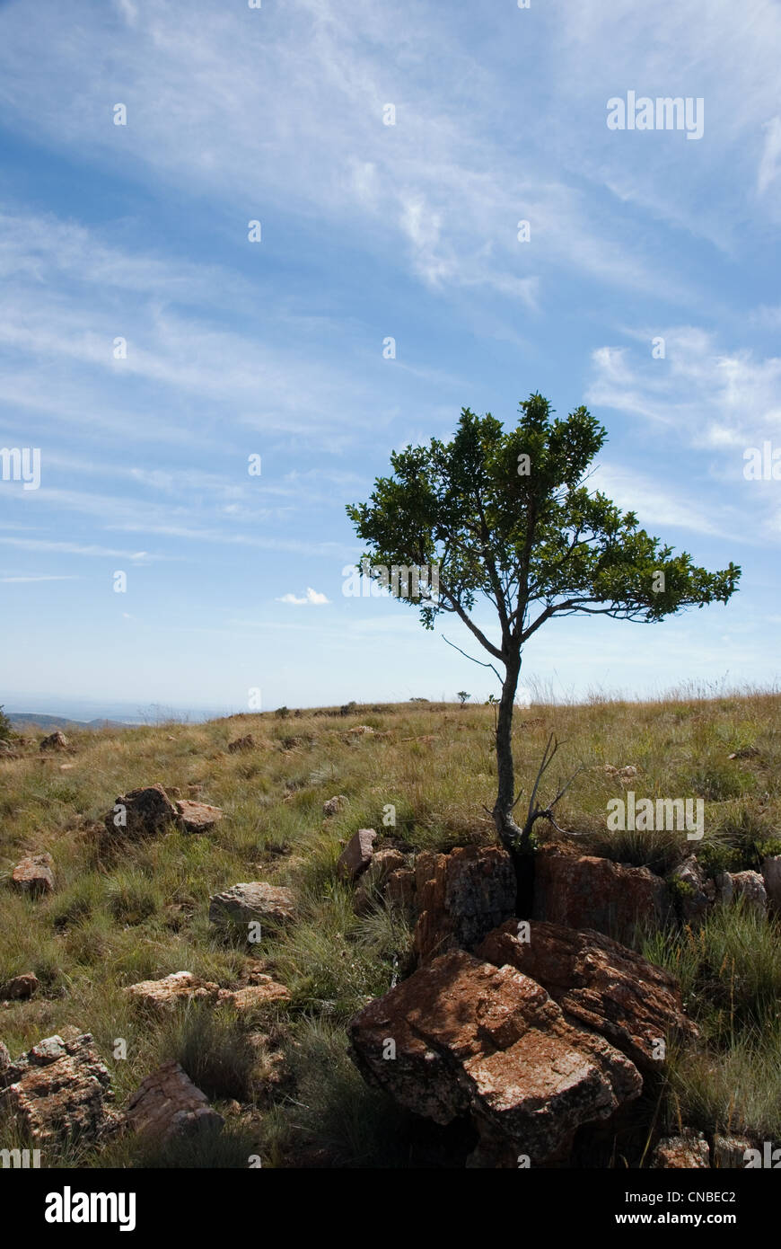 One small tree on the side of a mountain with blue skies in South Africa. Stock Photo