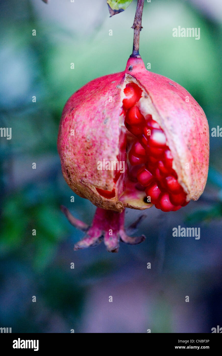 Macro view of a pomegranate fruit split showing the ripe seeds / pips. Stock Photo