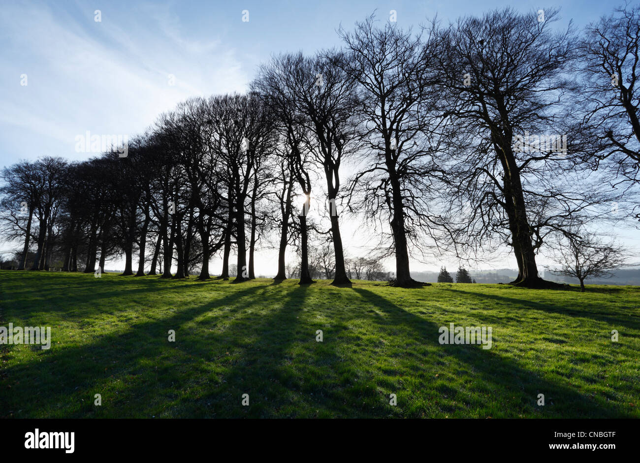 Spring Sunshine through Avenue of Trees at Cricket St Thomas. Somerset