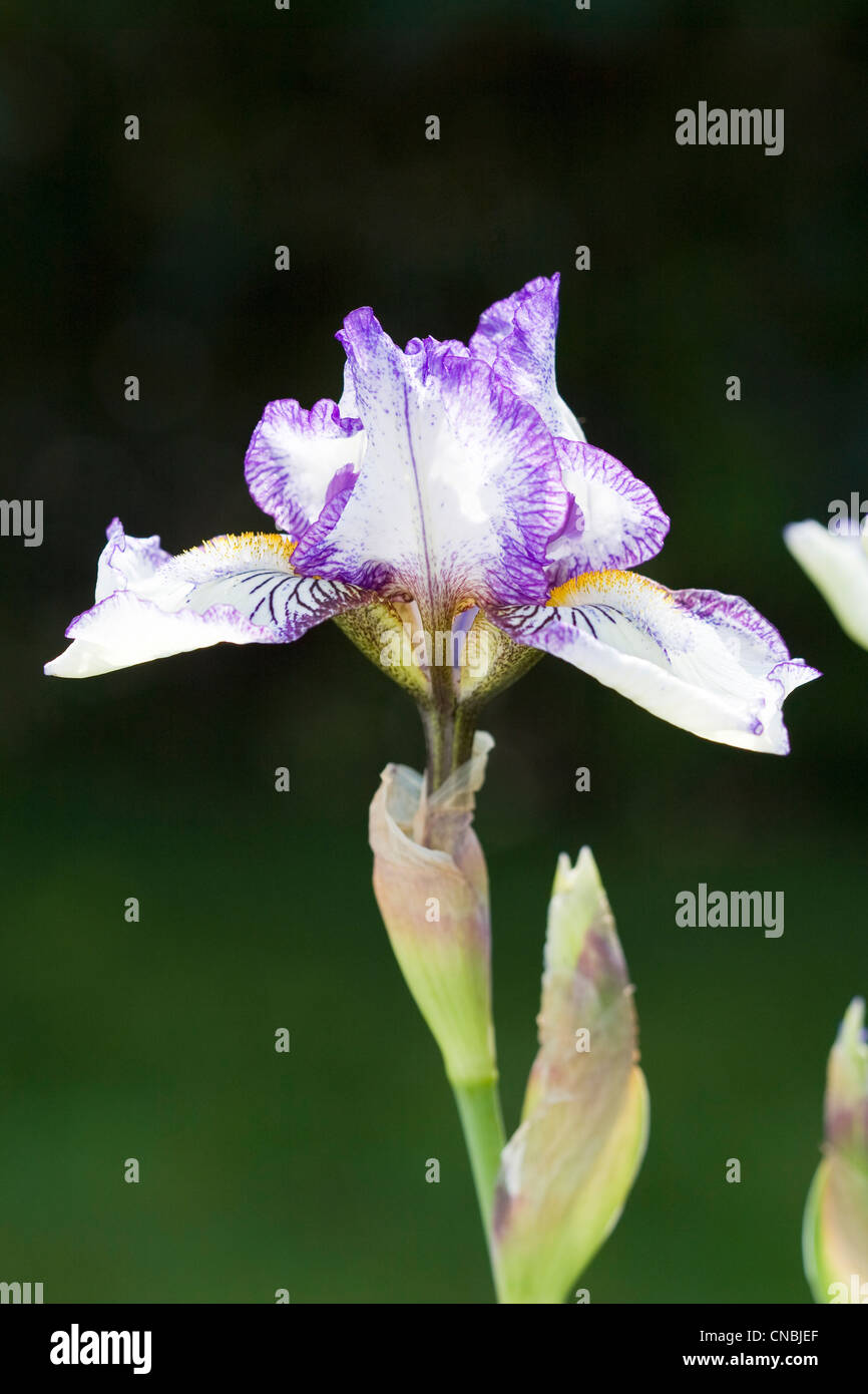 Iris Flower - Stepping Out Stock Photo