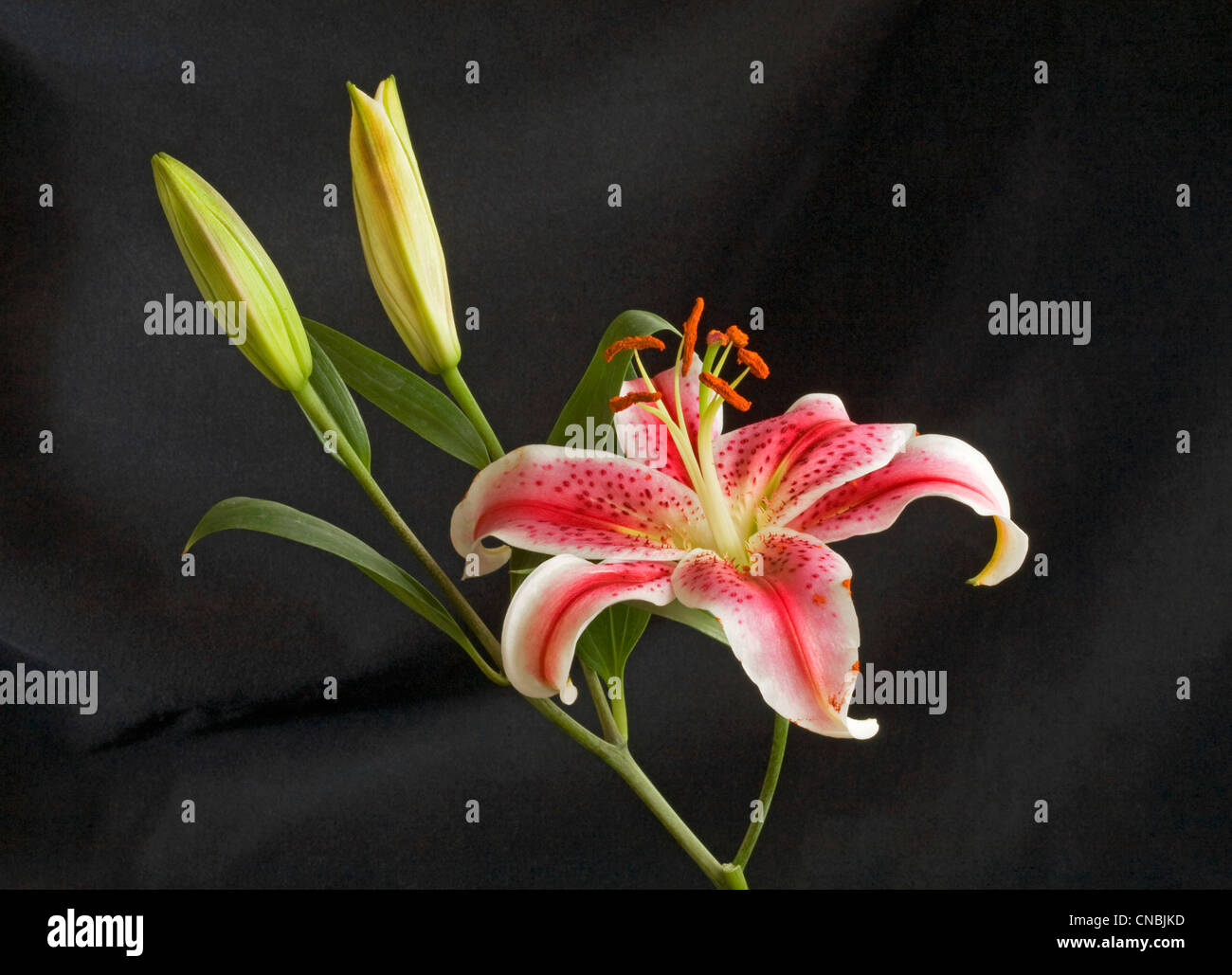 Parts of a lily hires stock photography and images Alamy
