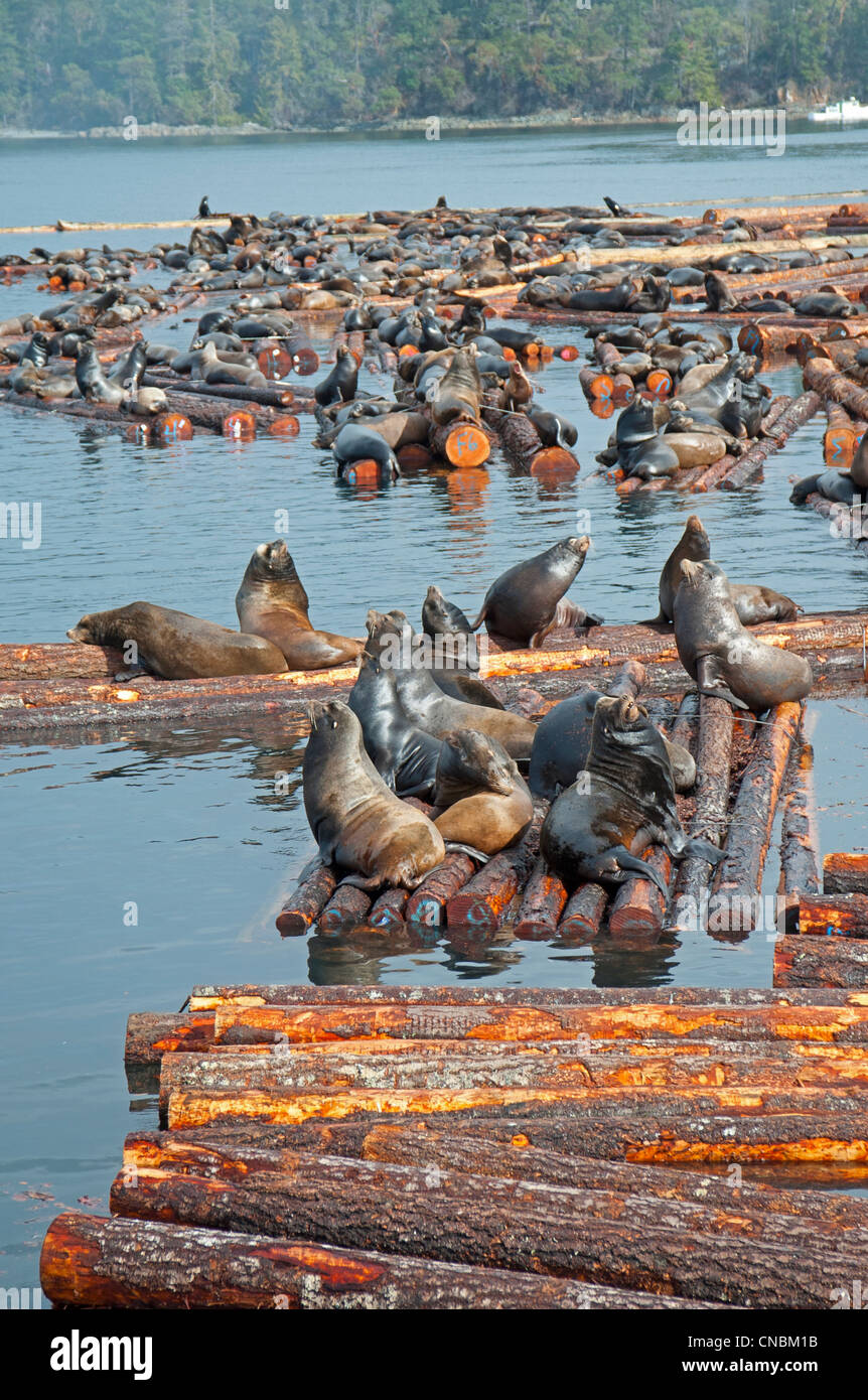 Steller and Califonia Sea Lions at Craig Bay logging yard, Nanoose Bay Vancouver Island BC.  SCO 8103 Stock Photo